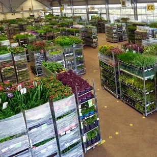 Arie Bouman Tuinplanten