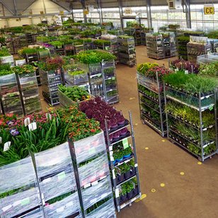 Arie Bouman Tuinplanten